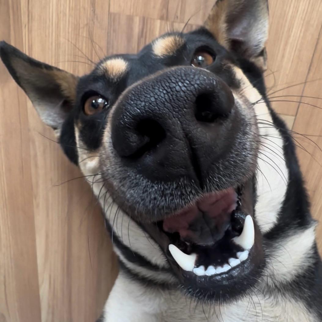 田园犬咪咪