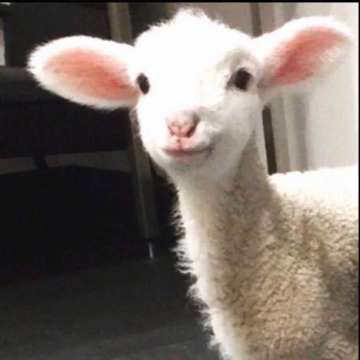 小羊肉串子