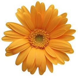 芭迪芙福建省欧丽莱医疗科技有限公司洗护清洁专卖店