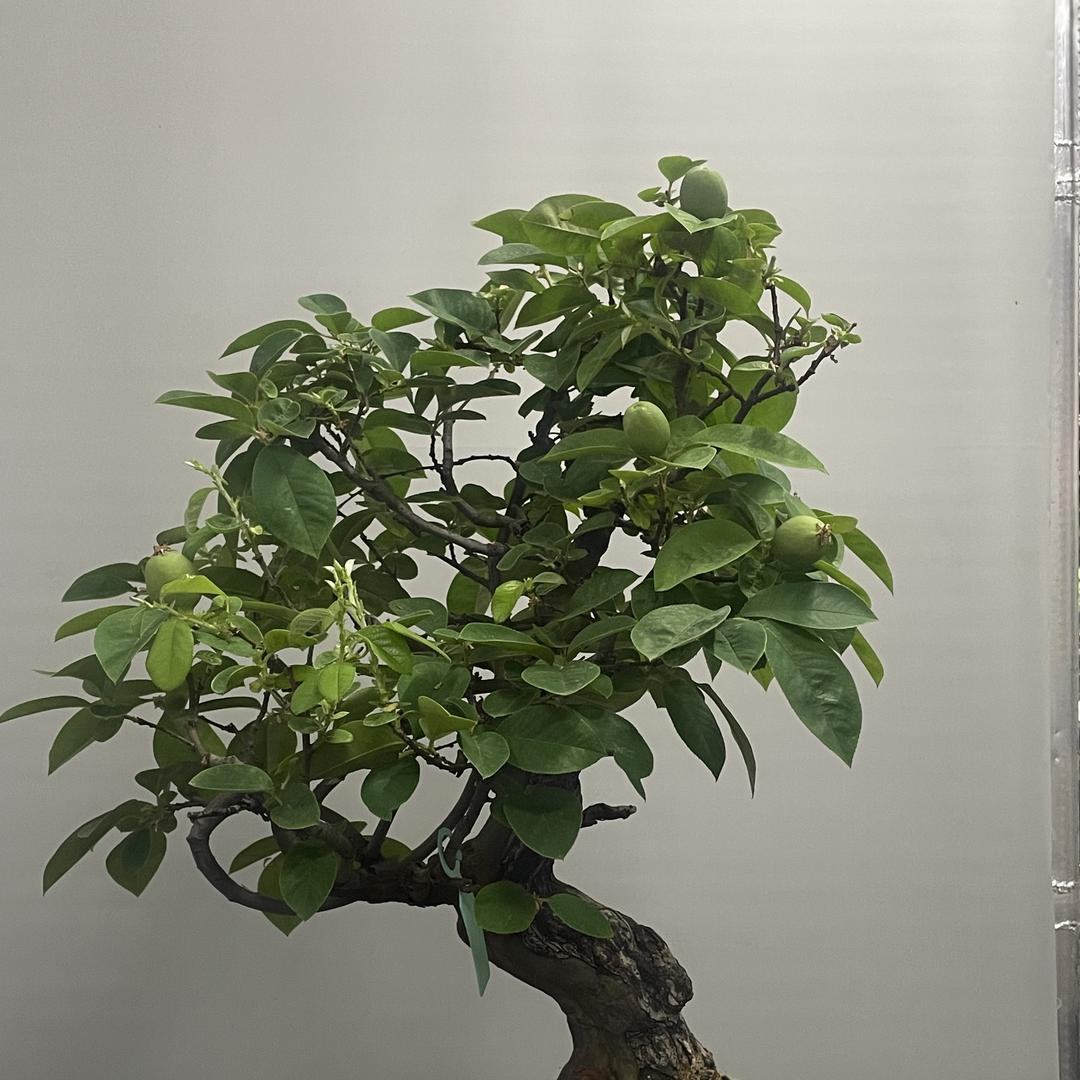 爱玩盆景的老四