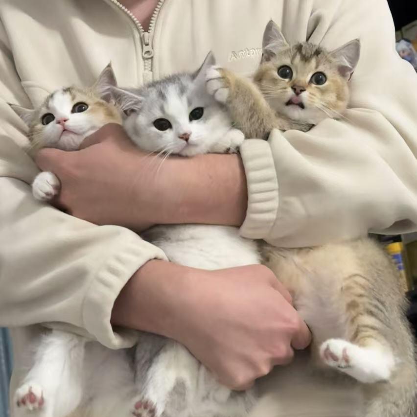 奶蔻的成长日记