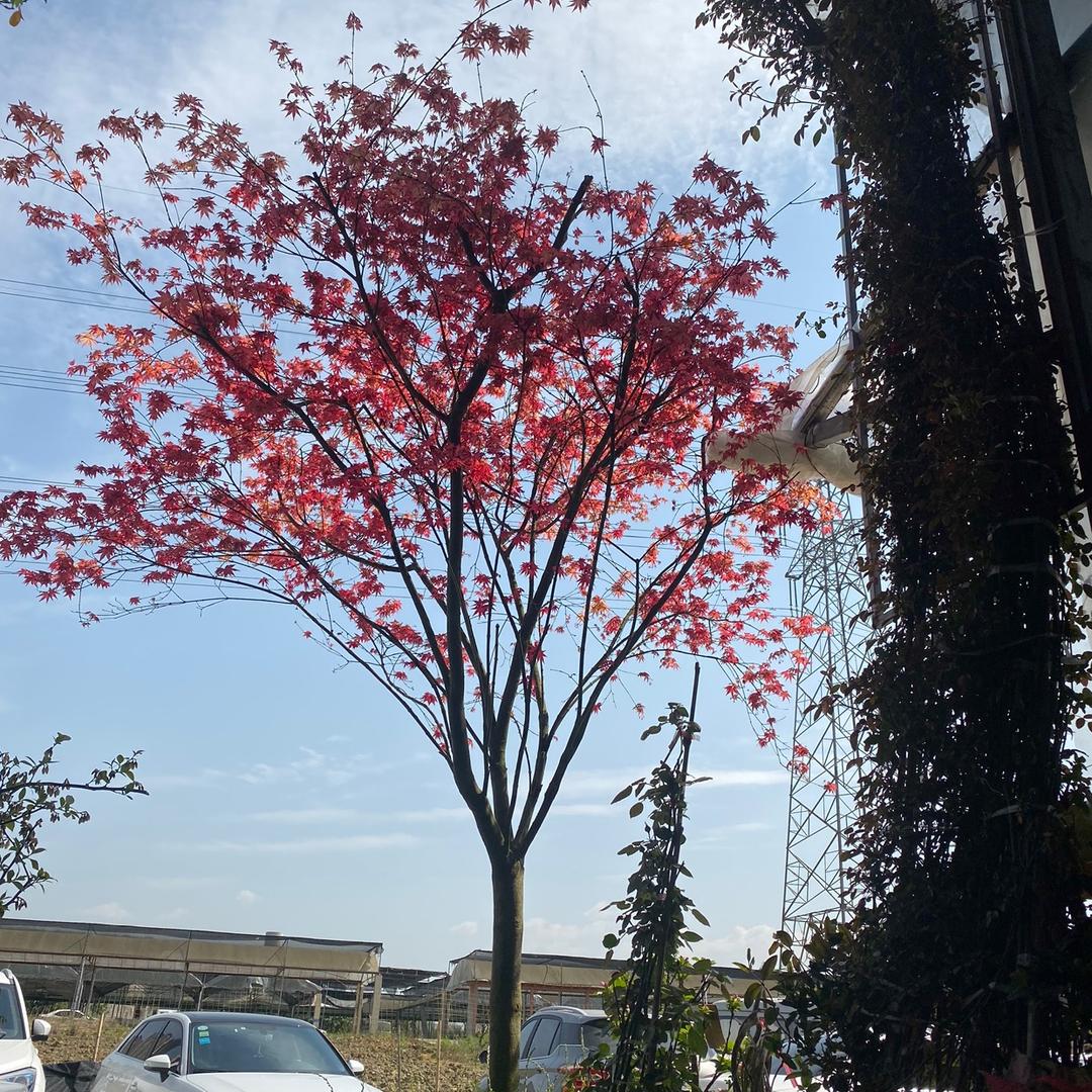 成都执琢造园—馨妹儿