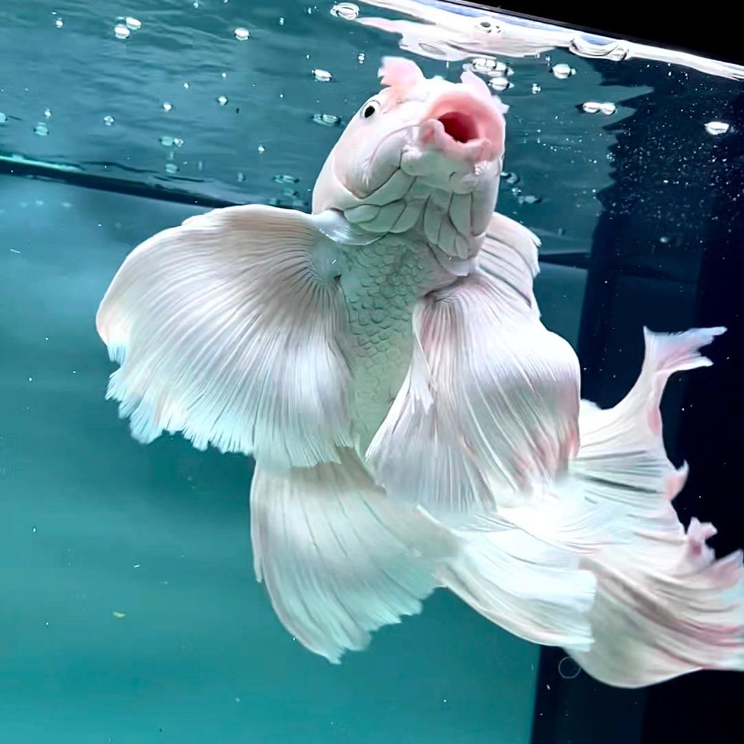 环球蝴蝶鲤渔场2