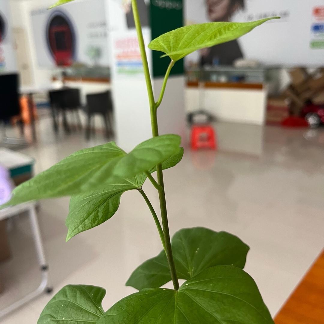 万磊（往后余生）