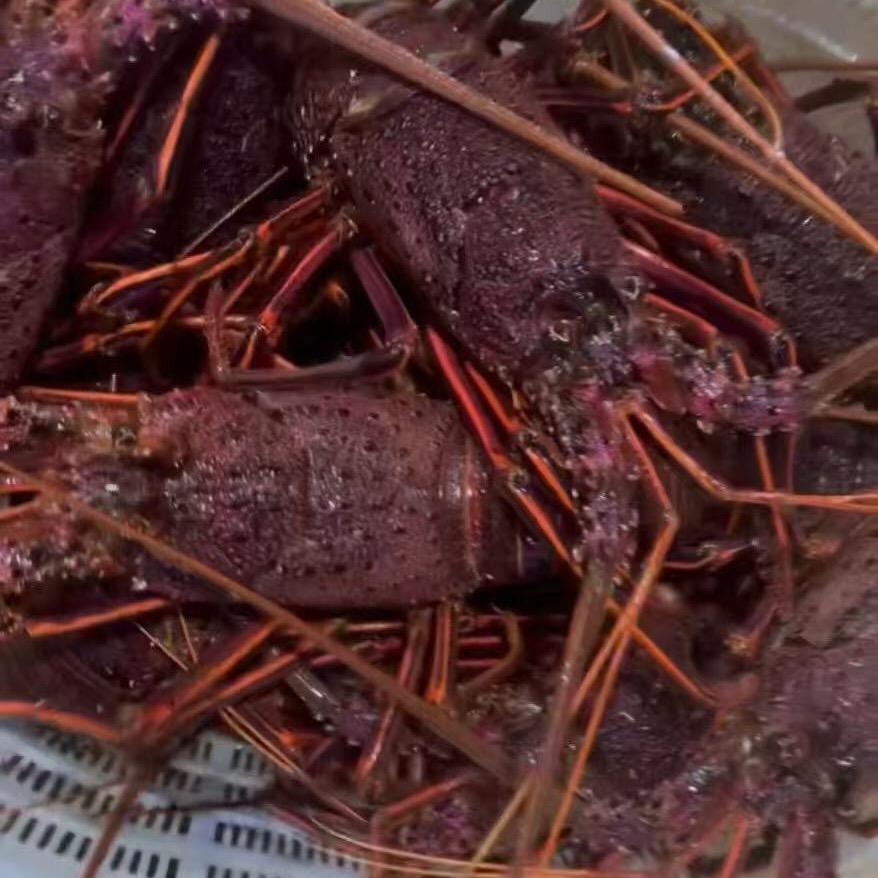 码头一手海鲜货源