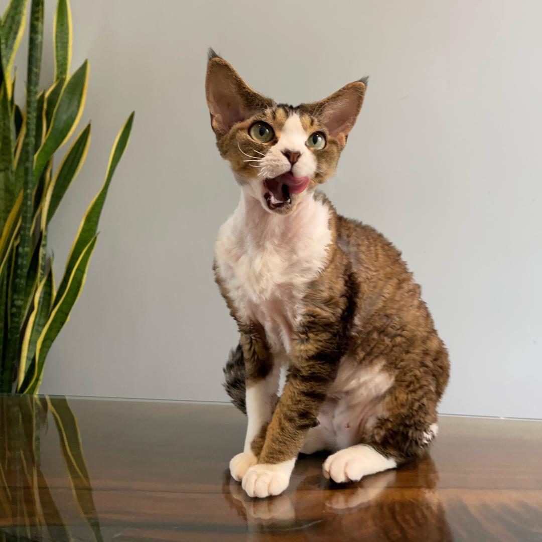 认可德文卷毛猫