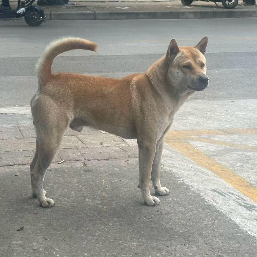 深山寻狗(只寻猎狗)大志