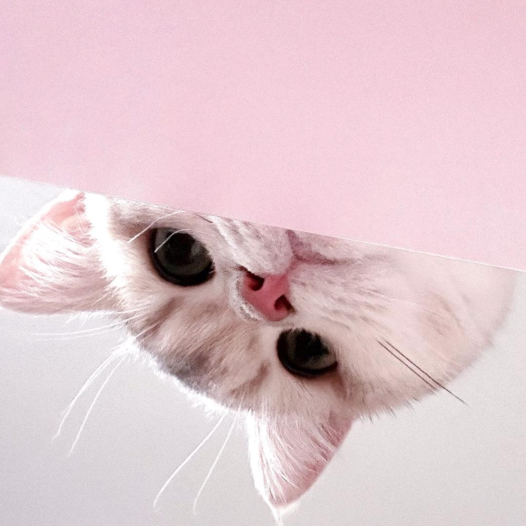 蛋蛋
