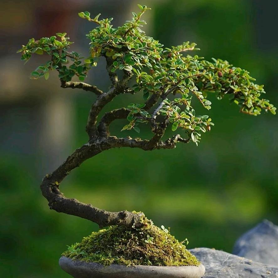 硒酉园艺
