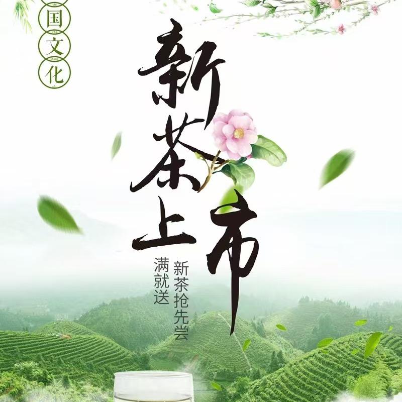 信阳毛尖 大山茶 自产自销