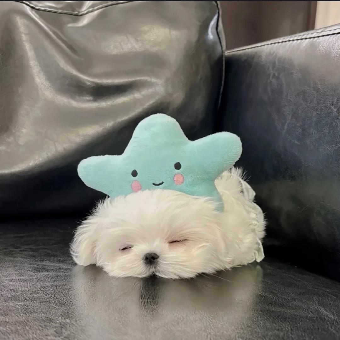小朱要向前看