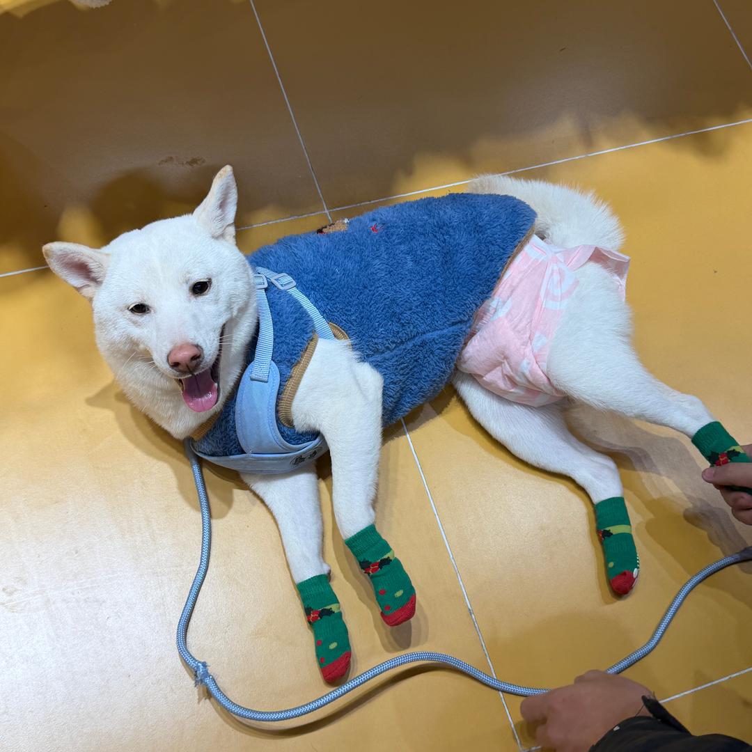 谭雯予的专属平妹儿