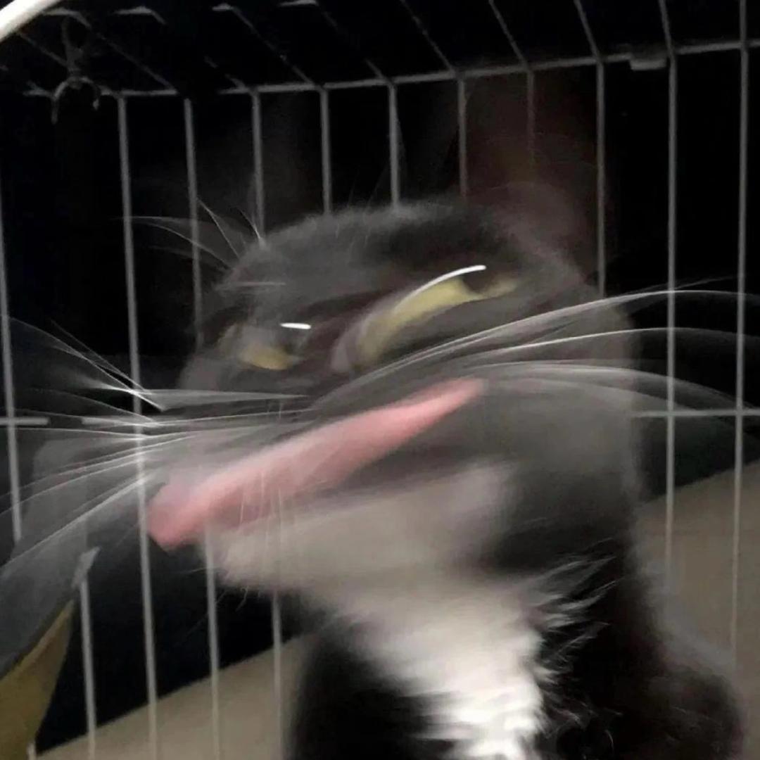 茶杯小猫🐈‍⬛‧₊˚