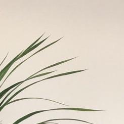 花开富贵11