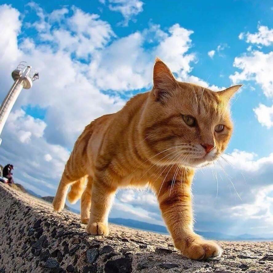 隔壁猫叔爱露营