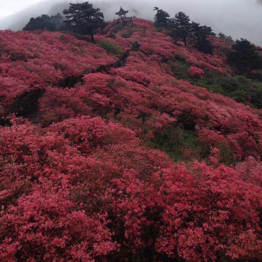 沫雪
