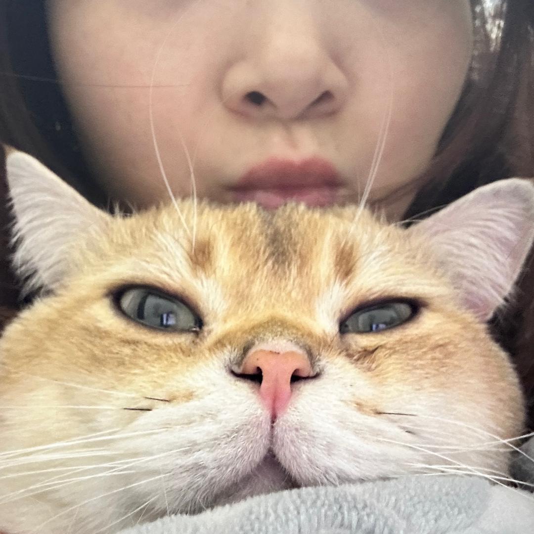 蔡蔡不菜