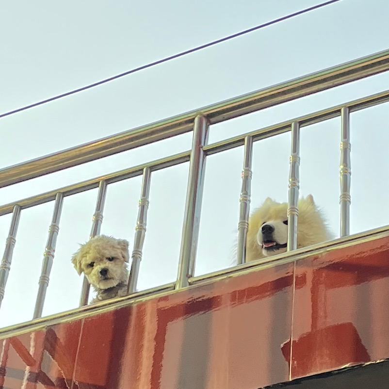 开心果软心巴斯克