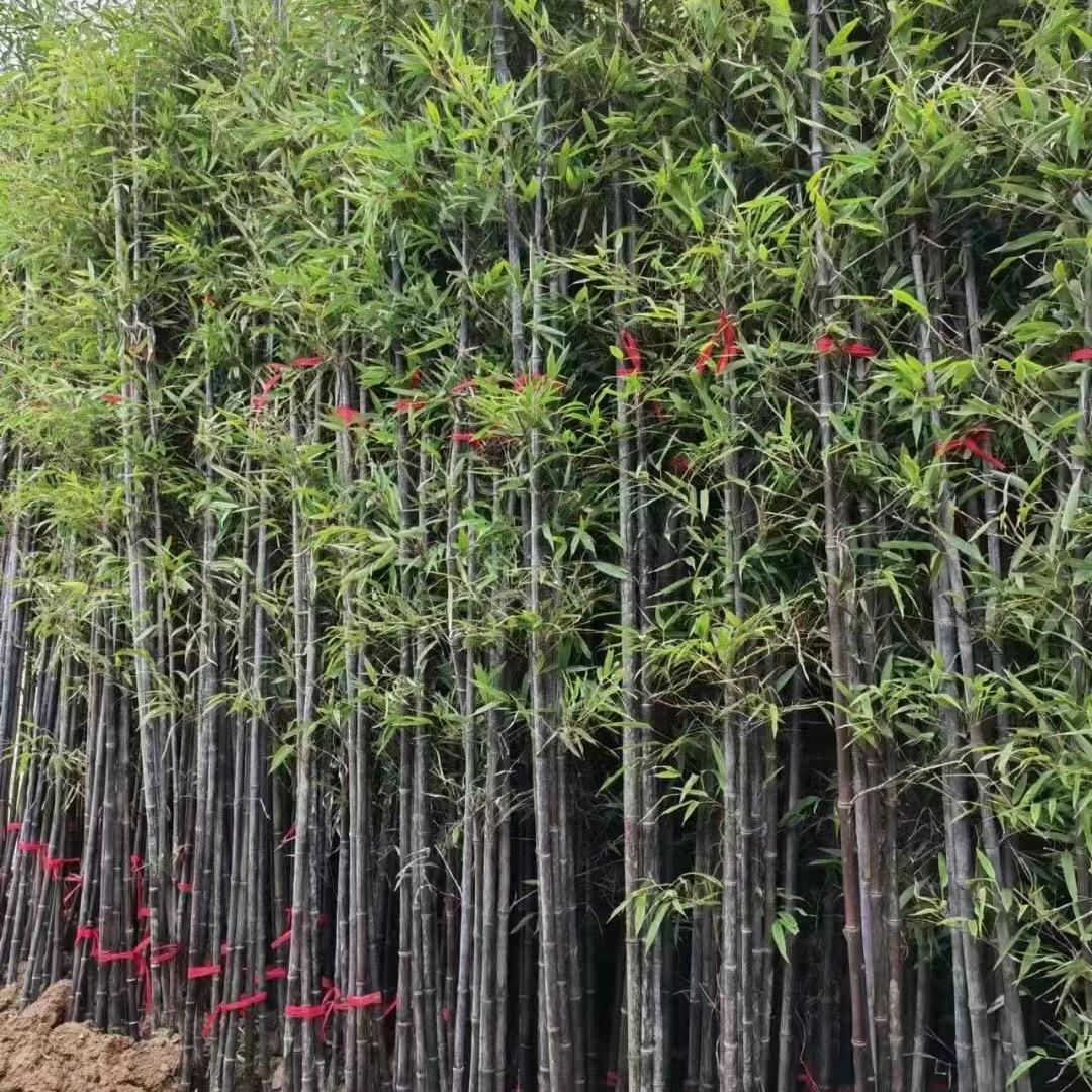 晨曦庭院花卉绿植