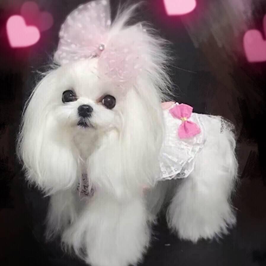 马总轻奢宠物种犬借配