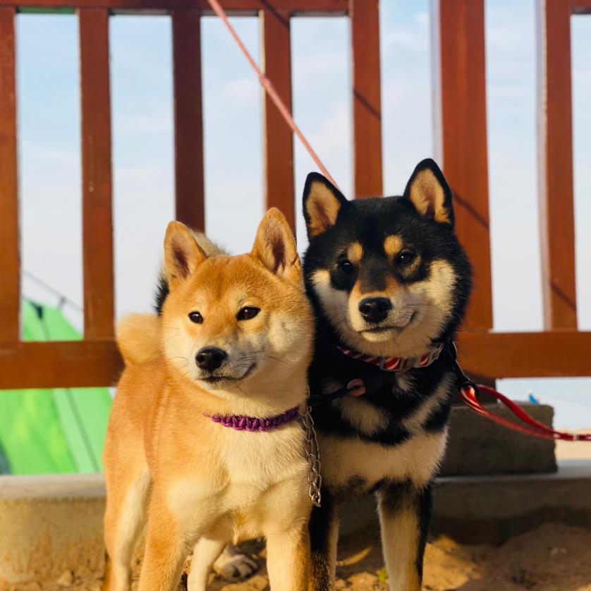 嘎巴日记🧡🖤🤍