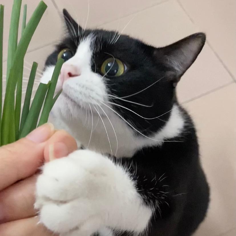 喵小黑