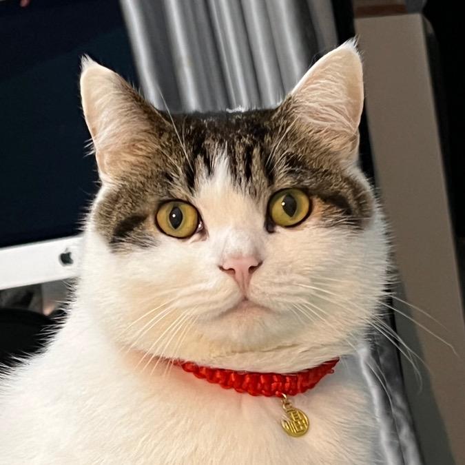 杉杉的三只猫