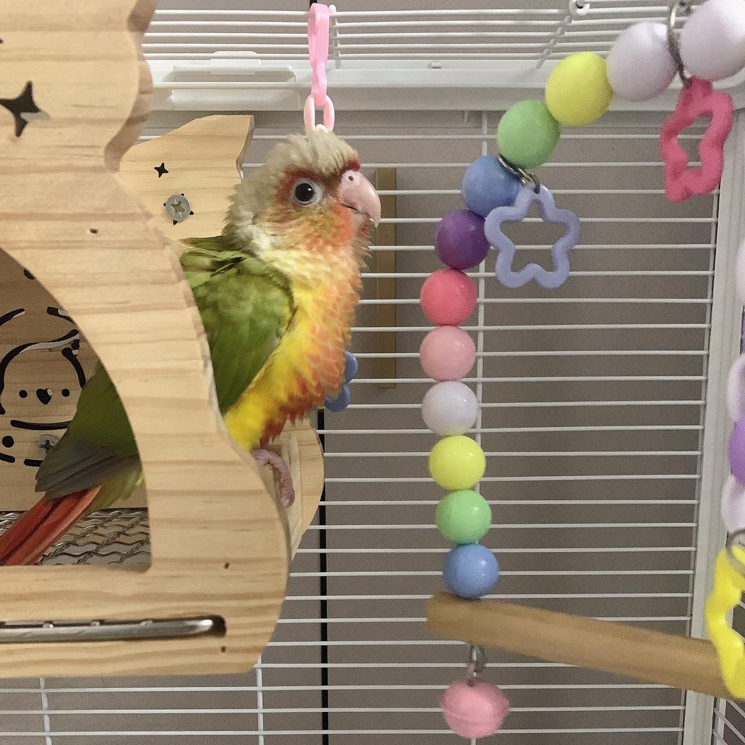 多米是只小太阳