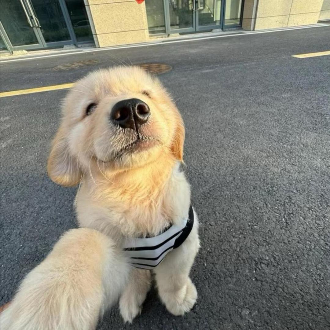 饼山小牛.（活牛买卖 零售新鲜土牛肉）