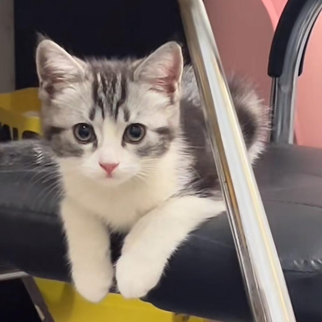 66是个漂亮小猫妞