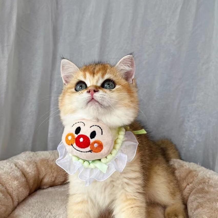 富贵是个猫
