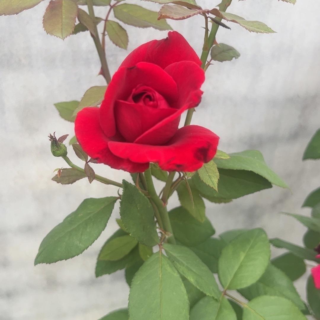 乡村歌手花开富贵