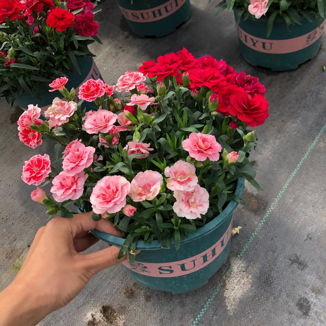 幸福花花世界
