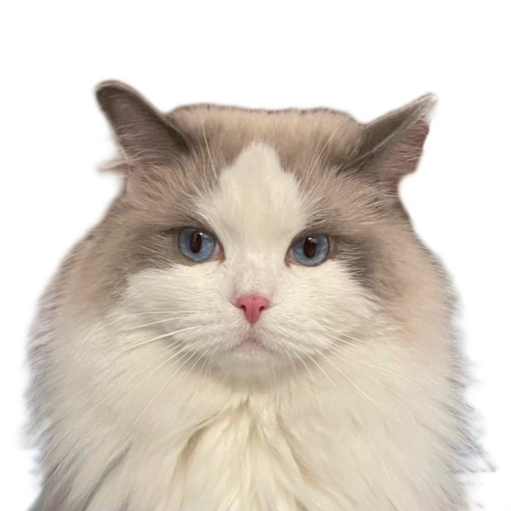 珍妮猪