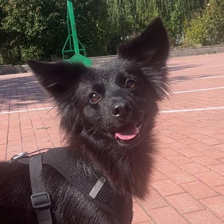 🐶十一