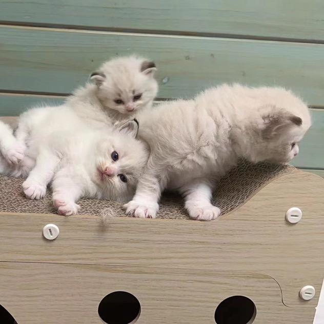 一只爱吃菜包的修勾(to签限粉