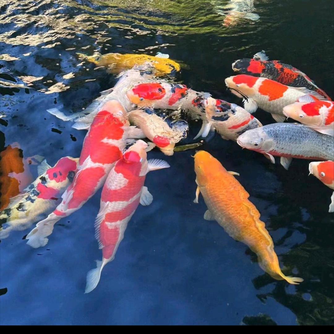 锦鲤之梦观赏鱼