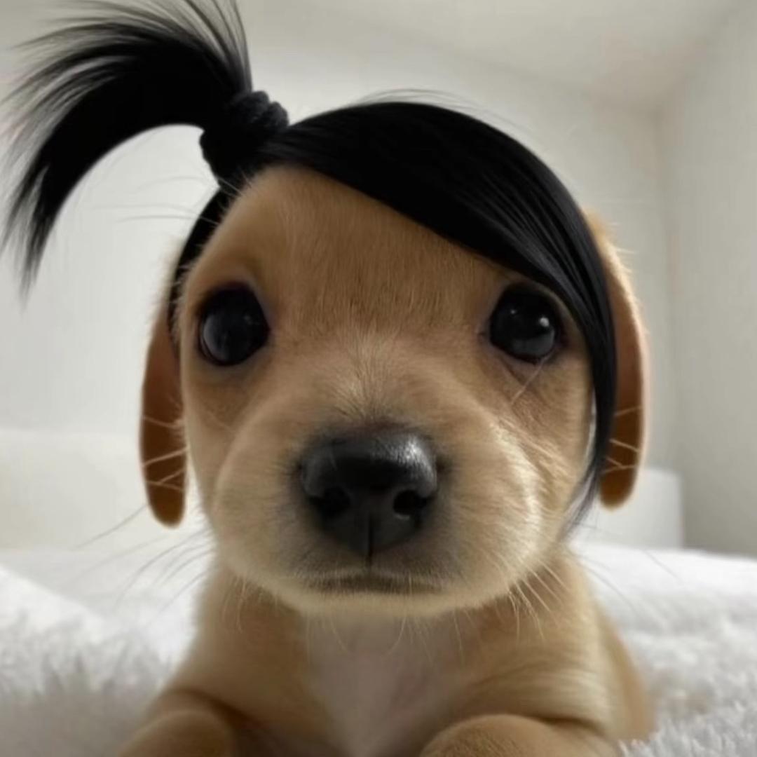 小婧鱼蛋