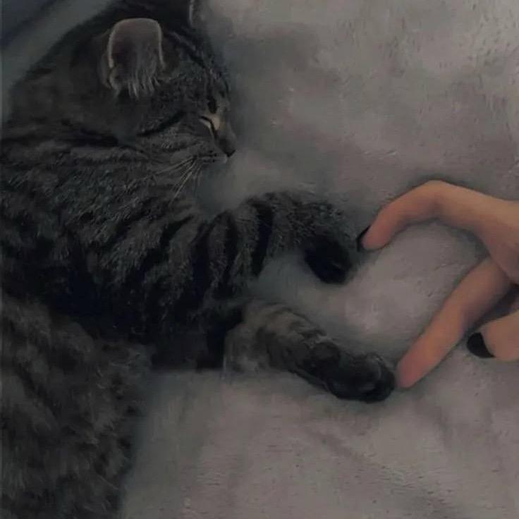 蜉蝣.