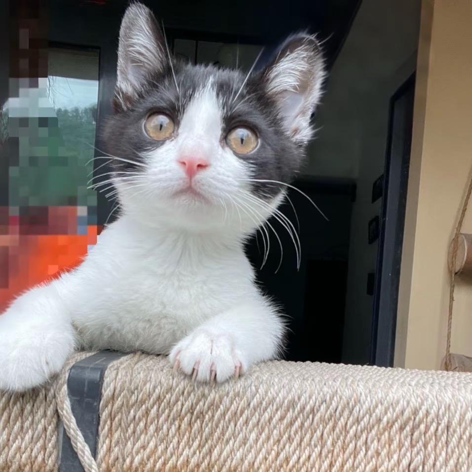 喵🐈