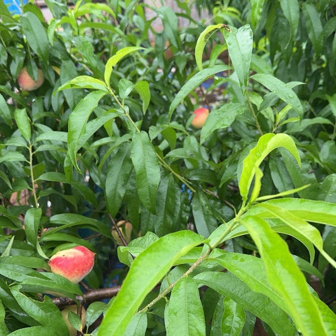 江华县农夫果园种养场