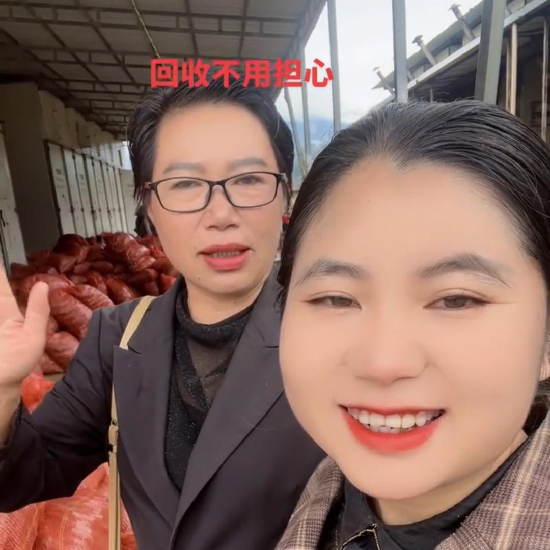 云南艳子（草血竭）