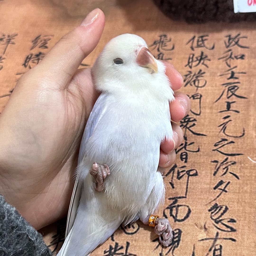 U崽小乖