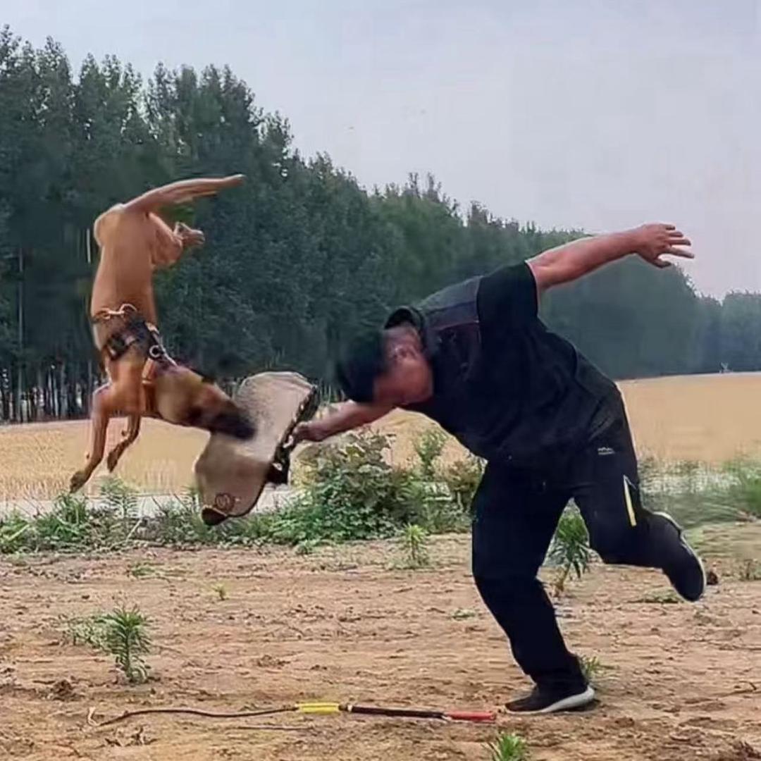训犬师-阿超