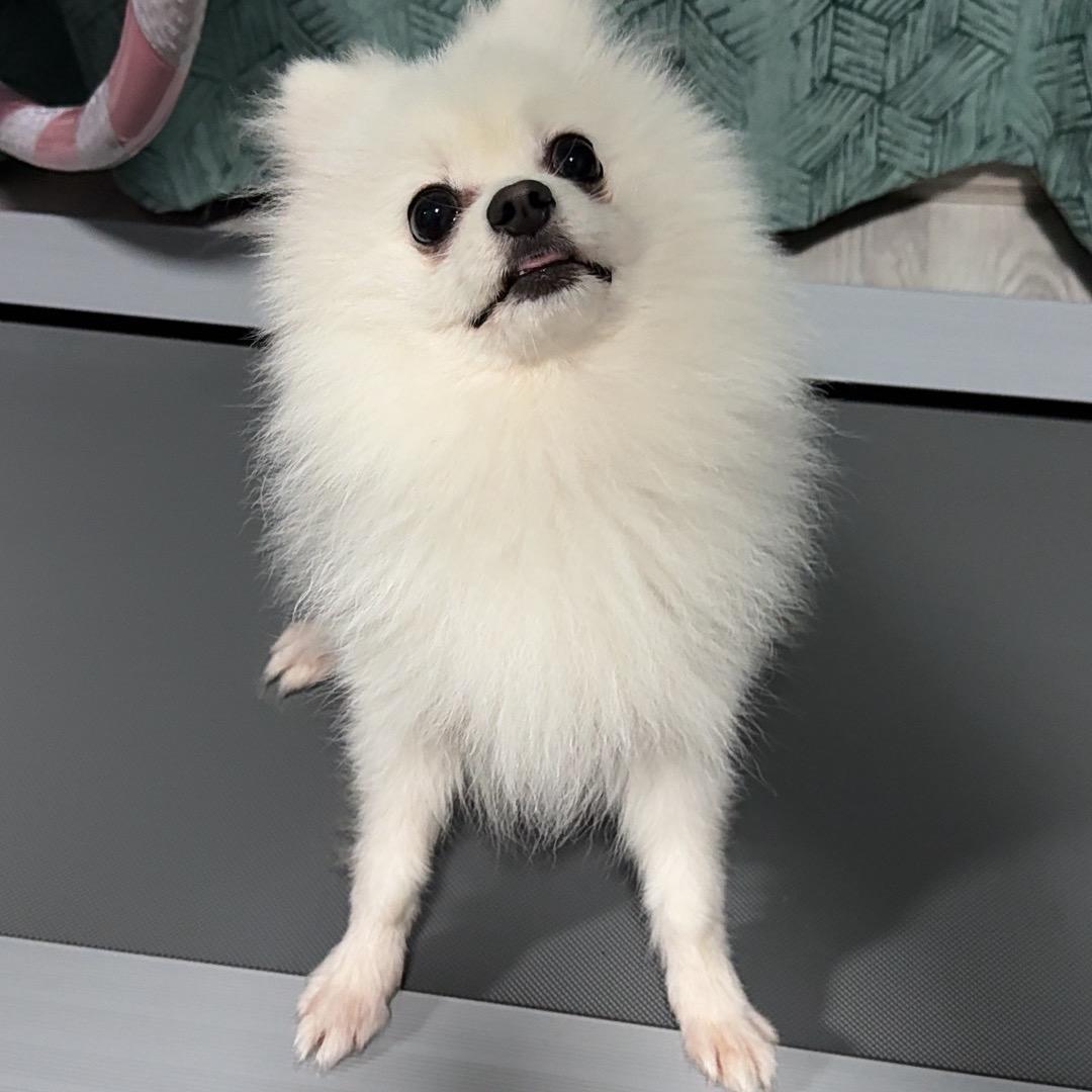 芳