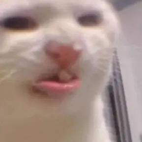 比巴卜
