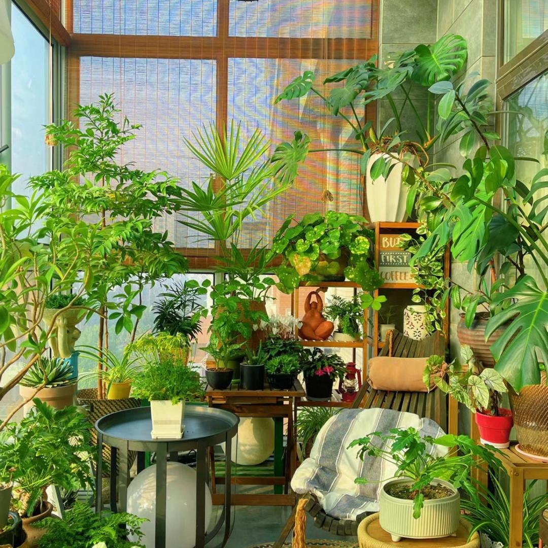 花之韵花卉