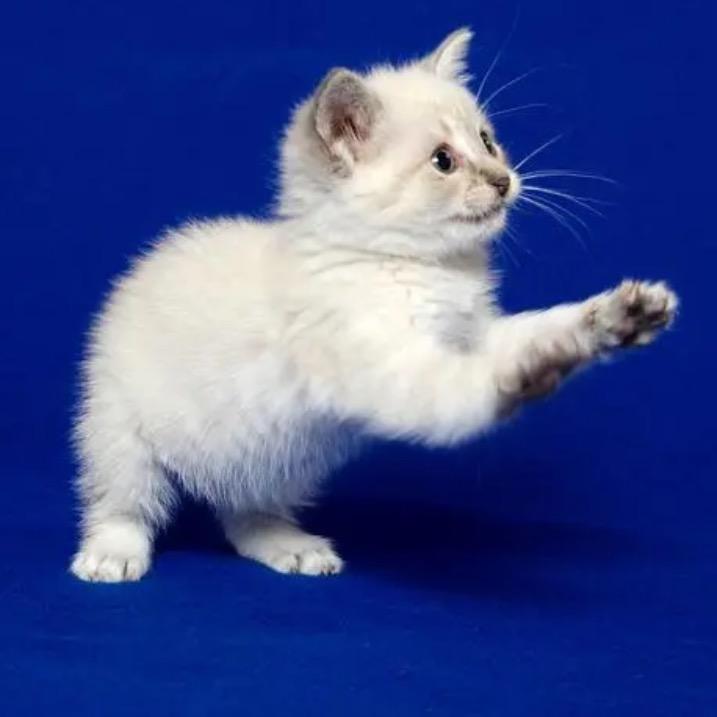 🐈…