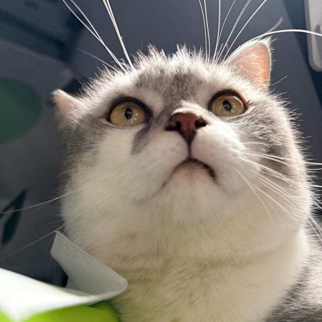 屁桃噜（爱宠亲测好物）