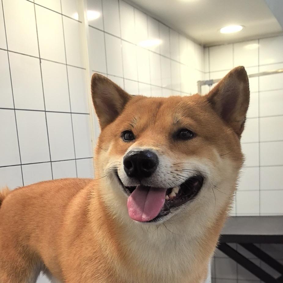 球球姐（柴犬）